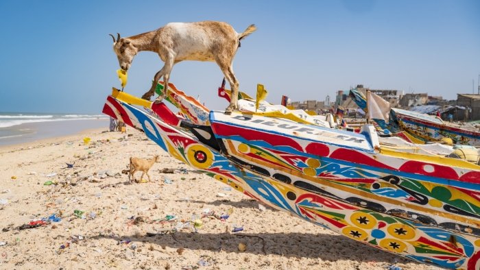 Klimawandel_Senegal - Stimmungsbild mit Ziegen und farbigen Fischerbooten vom Strand von St. Louis