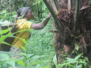 Gegen Gewalt auf Plantagen in Kamerun