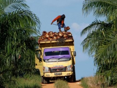 Palmöl-Ernte auf Lastwagen
