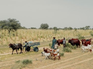 Für ein friedliches Zusammenleben von Viehzüchter- und Bauernfamilien 