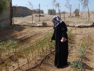 Die Beduinin Samira begutachtet ihren Garten in der Negev-Wüste