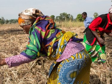 Femmes aux champs au Congo