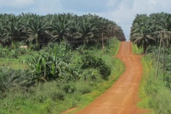 Strasse durch Palmölplantage