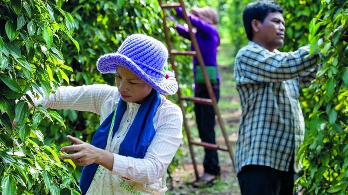 HEKS unterstützt Kleinbauern in Kambodscha