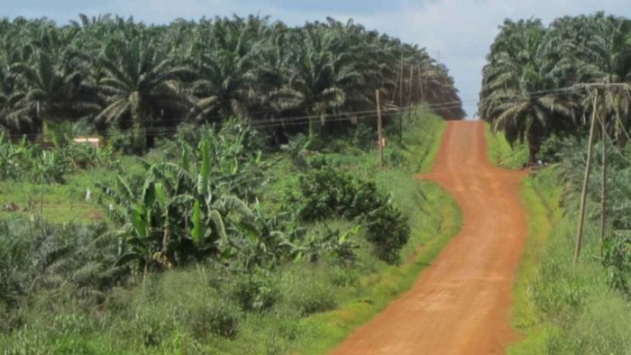Strasse durch Palmölplantage