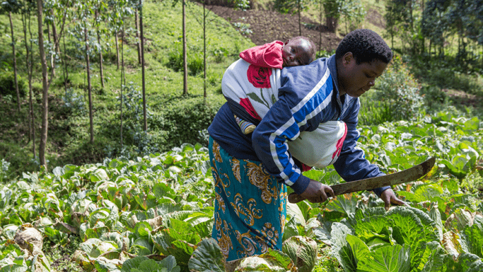 Frau mit Kind erntet Salat auf dem Feld