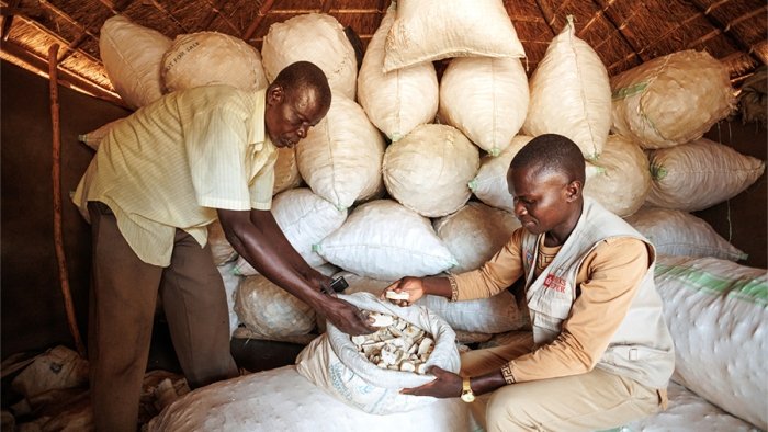 CEFORD project officer inspecting Wolyam Charles´ bags of casavas in his store in Bidibidi refugee settlement.