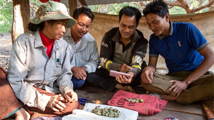 Cashew Wertschöpfungskette Kambodscha 